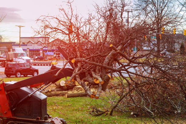 How Our Tree Care Process Works  in  Harker Heights, TX